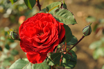 resize0055.jpg